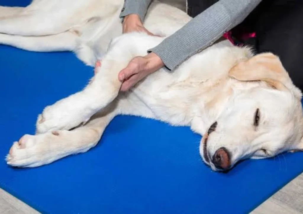 Joint Pain in Dogs: Causes and Remedies 5 Joint Pain in Dogs: Causes and Remedies