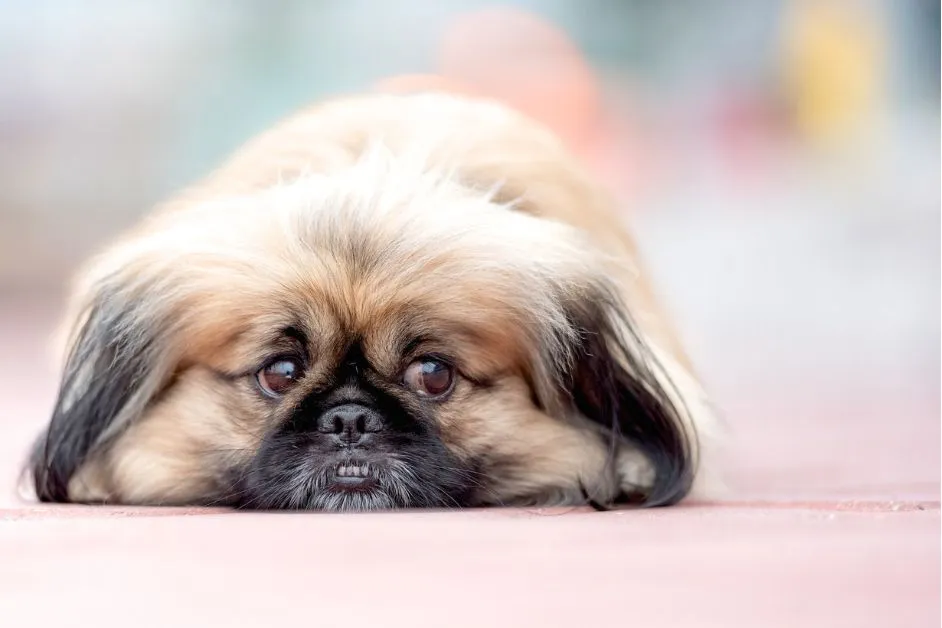 Best Diet Plan for Overweight Dogs