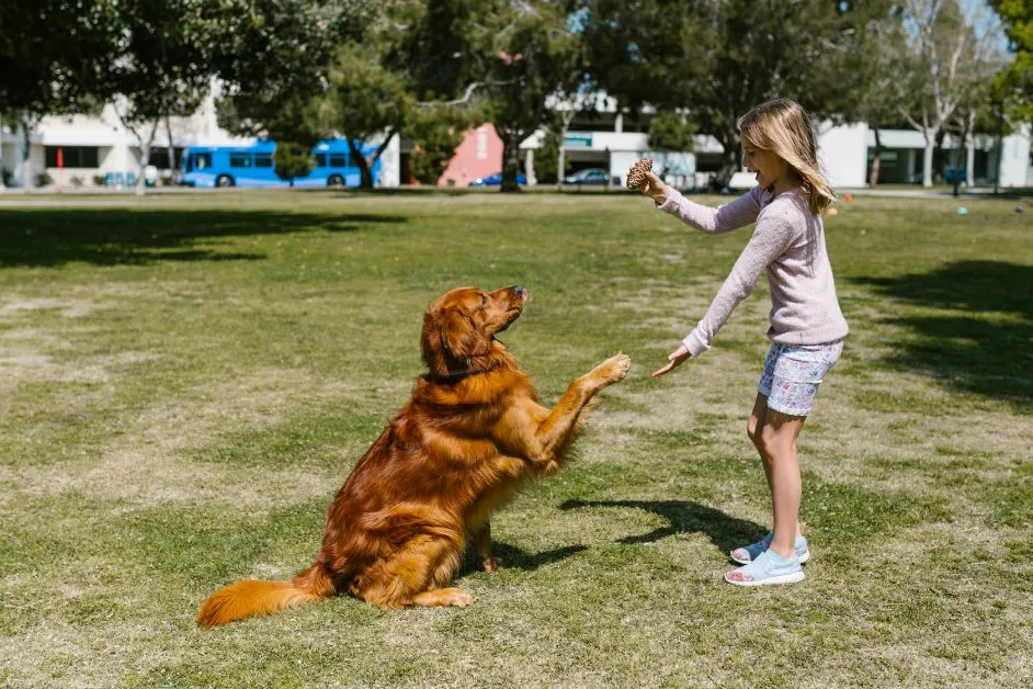 Best Diet Plan for Overweight Dogs