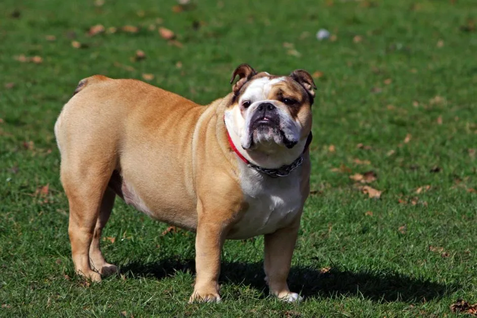 Best Diet Plan for Overweight Dogs