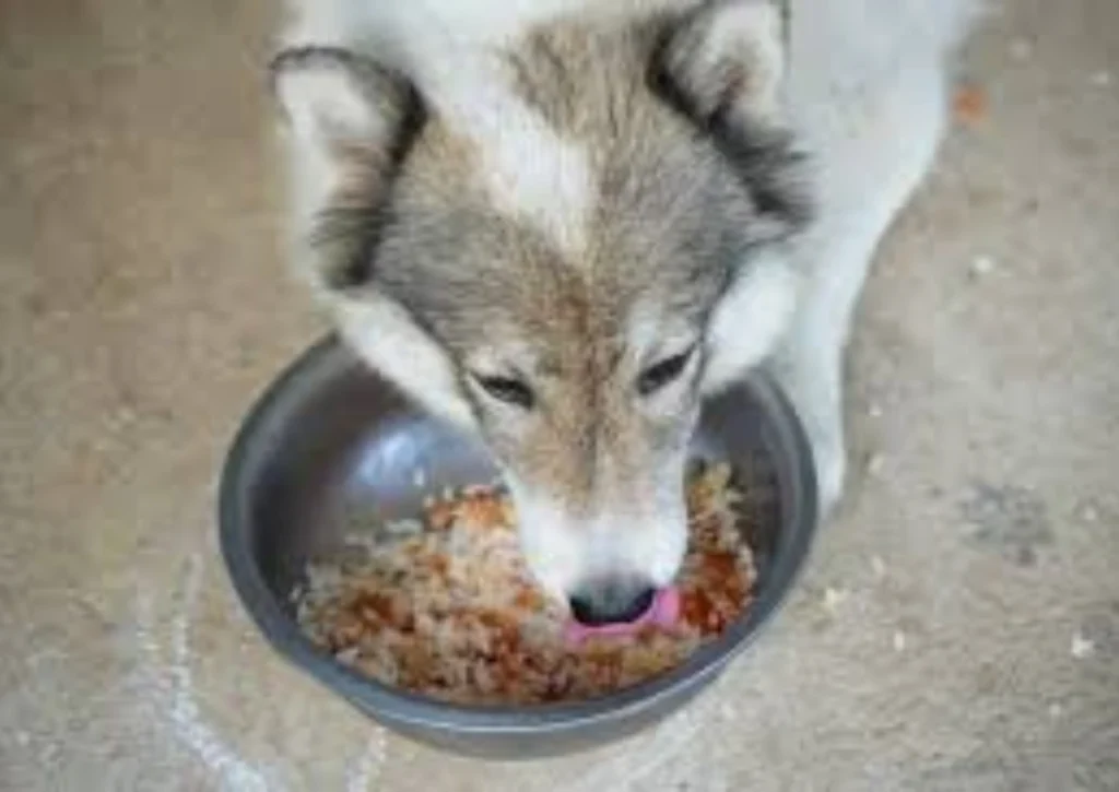 Can Dogs Eat Rice Daily in India?