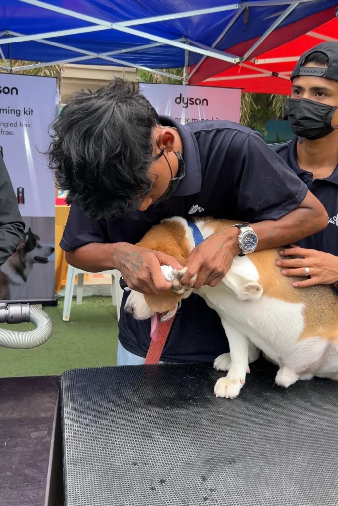 When Yespaws Met Precision: yesPaws × Dyson Redefine Pet Grooming 2 https://yespaws.in/yespaws-met-precision-yespaws-dyson-redefine-pet-grooming/