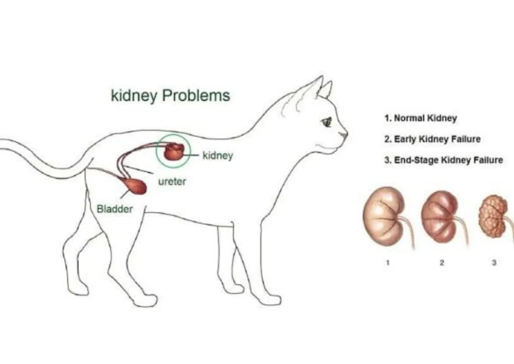 Kidney Disease in Cats2