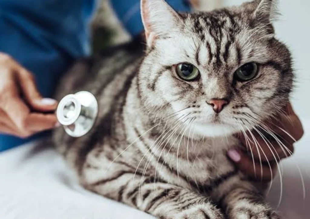 Kidney Disease in Cats3