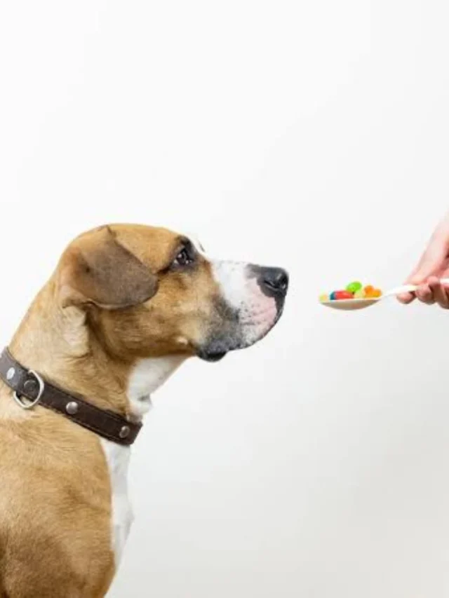 How to Boost Your Pet Immunity Naturally-thumnail