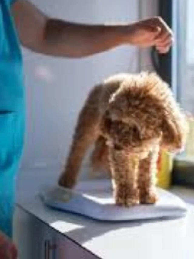 Dog Losing Weight Suddenly: Understanding the Causes and What You Should Never Ignore-thumnail