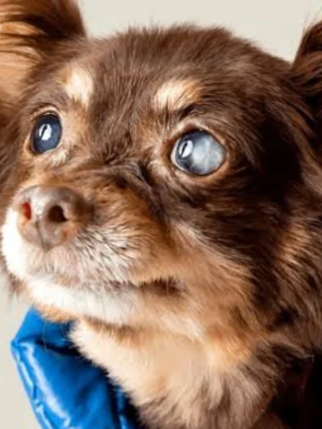 Common Eye Problems in Dogs and How to Treat Them-thumnail