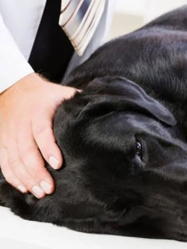 Joint Pain in Dogs: Causes and Remedies-thumnail