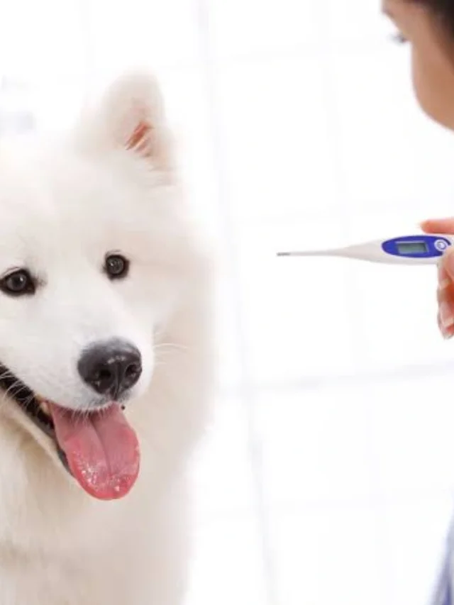 Check Your Dog’s Temperature at Home: A Complete Guide for Safe and Accurate Monitoring-thumnail