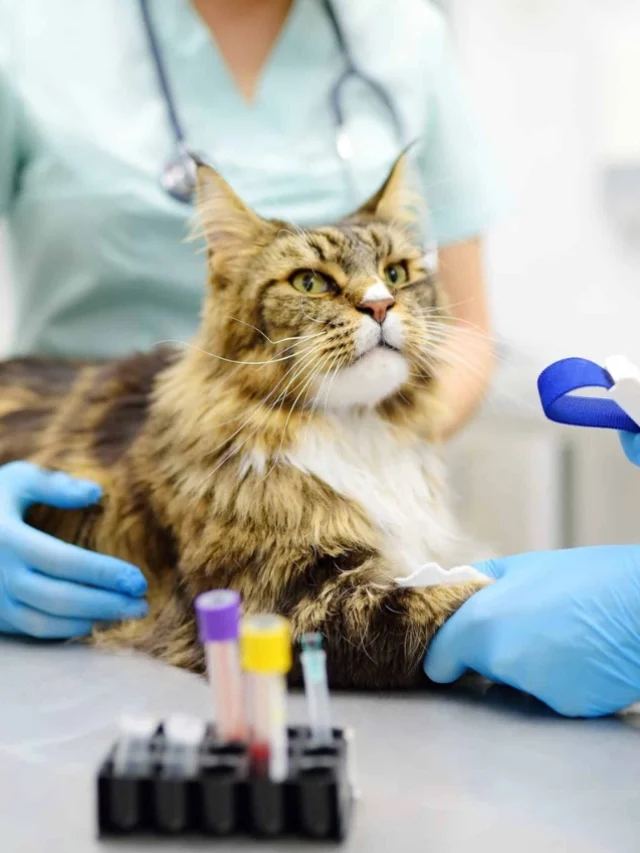 Understanding Your Pet Blood Test Reports-thumnail