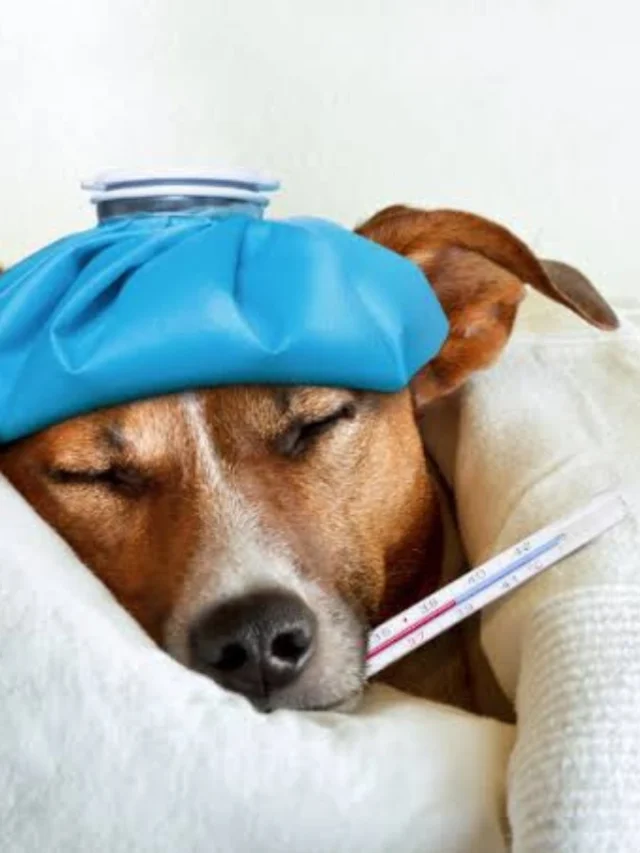 How to Take Care of a Sick Pet at Home-thumnail