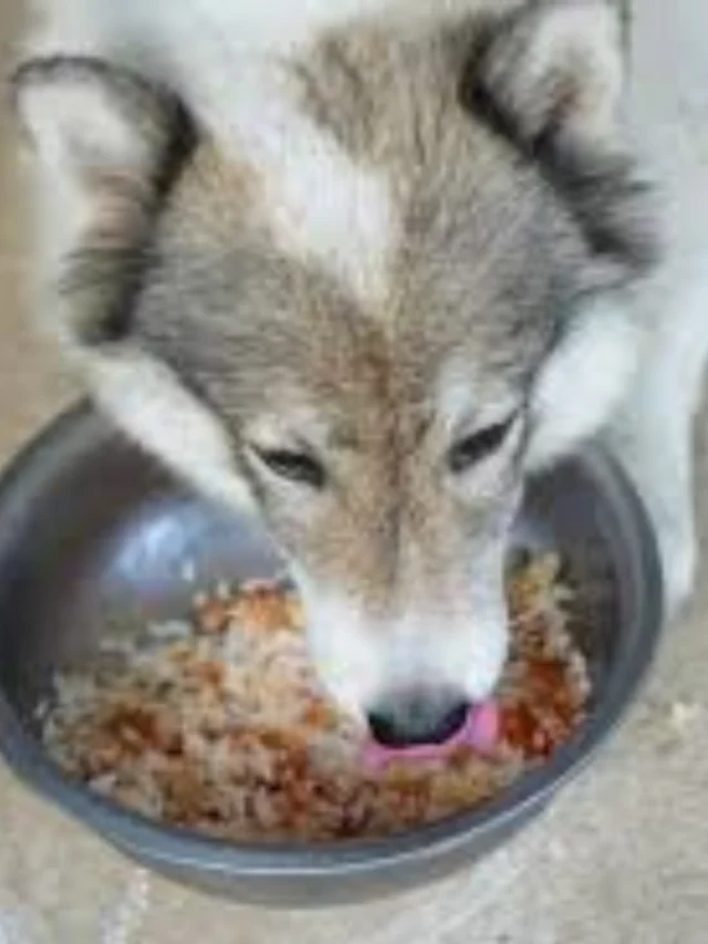 Can Dogs Eat Rice Daily in India?-thumnail