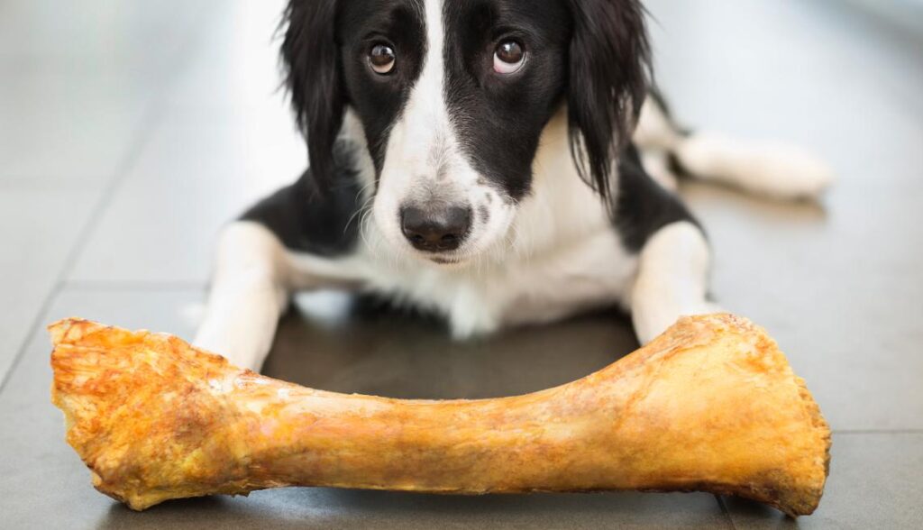 Joint Pain in Dogs: Causes and Remedies 3 Joint Pain in Dogs: Causes and Remedies