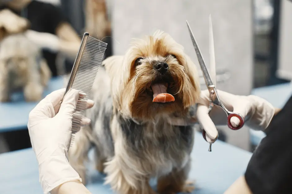 6 Common DIY Pet Grooming Mistakes to Avoid