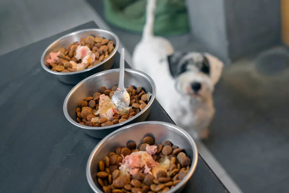 Foods That Improve Your Pets Coat and Skin 1