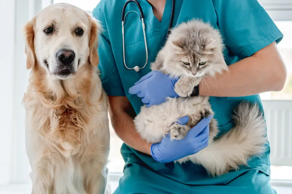 How to Choose a Vet: 8 Steps to Finding the Right Animal Hospital 1 How to Choose a Vet