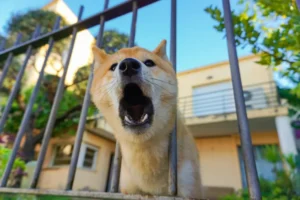 Why Do Dogs Suddenly Bark for No Apparent Reason? The Truth Every Dog Owner Needs to Know