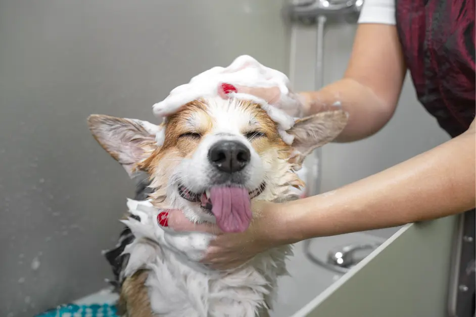 Best Shampoo for Dogs With Sensitive Skin — What Actually Works and What to Stay Far Away From