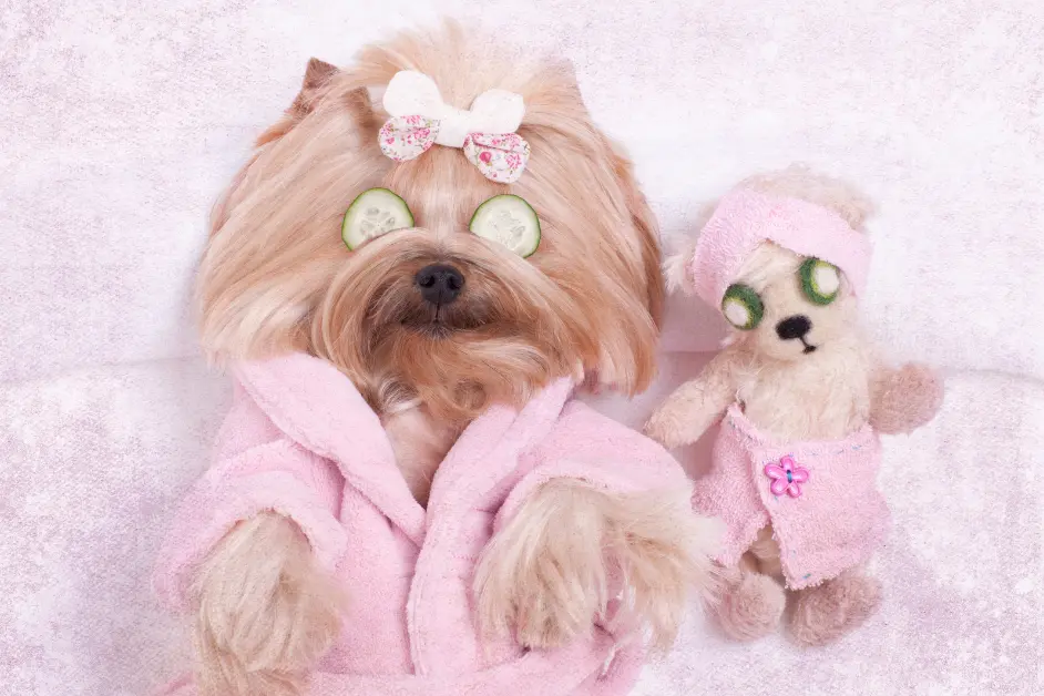 Dog Haircut Styles: Which One Is Actually Right for Your Dog? 1 The Teddy Bear Cut