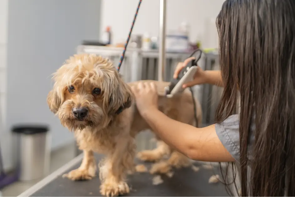 Dog Haircut Styles: Which One Is Actually Right for Your Dog?