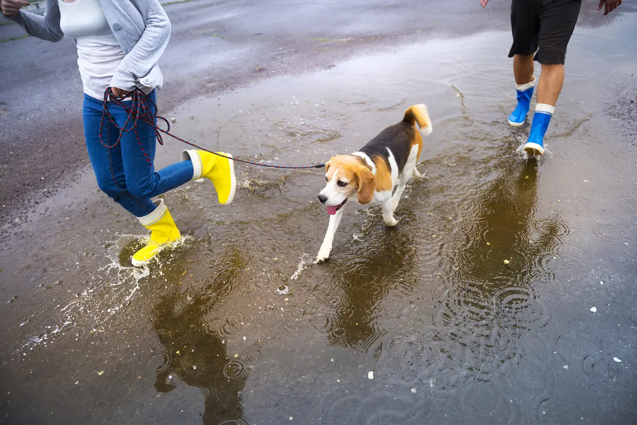 Monsoon Pet Care Tips in India: Keep Your Furry Friend Safe This Rainy Season-preview image