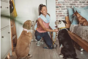 Dog Boarding vs Pet Sitting: Which Is Actually Better for Your Dog?