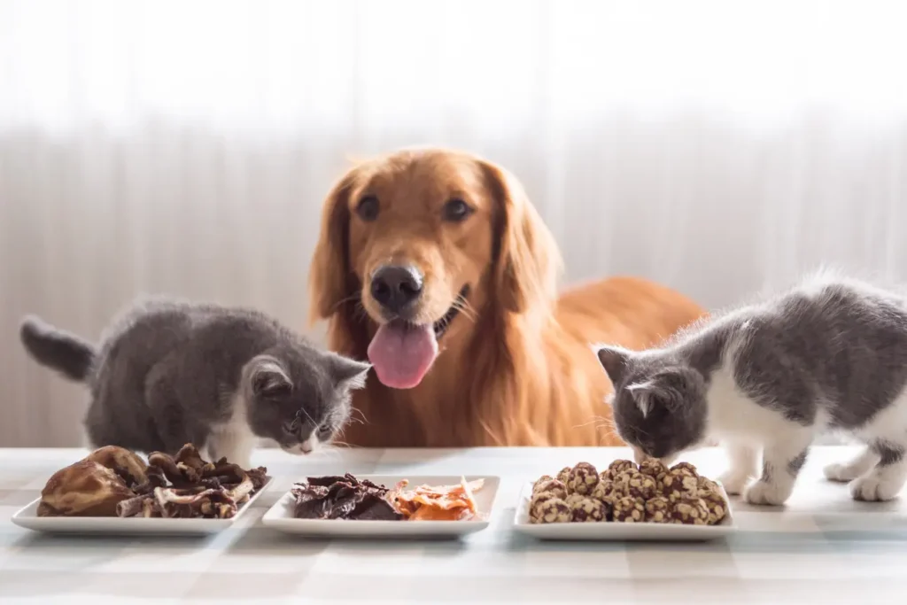 What Human Food Can I Give My Pet? Safe Foods for Dogs and Cats 1 Human Food Can I Give My Pet? Safe Foods for Dogs and Cats