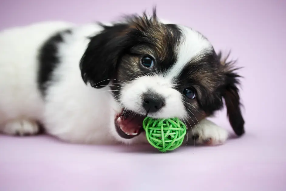 Why Your Puppy Bites Everything ,And What You Can Actually Do About It 2 Why Your Puppy Bites Everything (1)