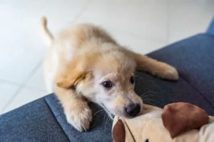 Why Your Puppy Bites Everything ,And What You Can Actually Do About It