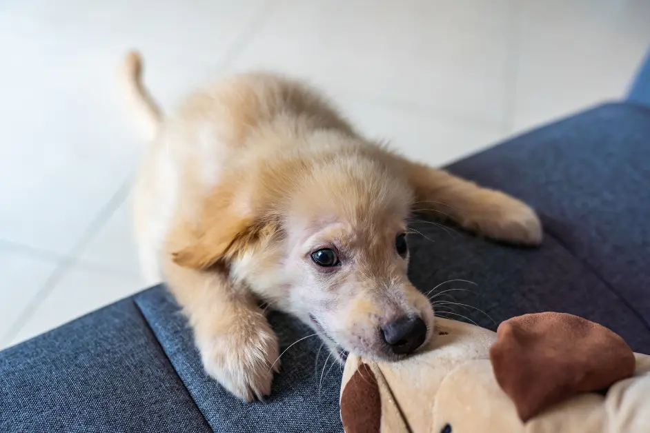 Why Your Puppy Bites Everything ,And What You Can Actually Do About It 1 Puppy biting owner's hand during playtime at home