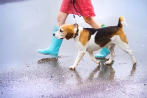 Dog Walking in Hyderabad: The Best Times for Every Season
