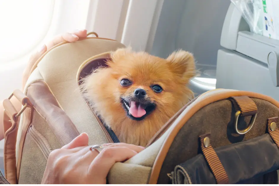 How to Handle Dog Fights Safely