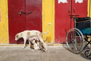 How to Feed Street Dogs the Right Way: A Real-World Guide to Safe, Responsible Care