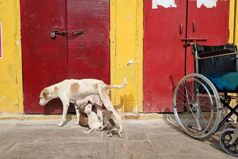 Feed Street Dogs
