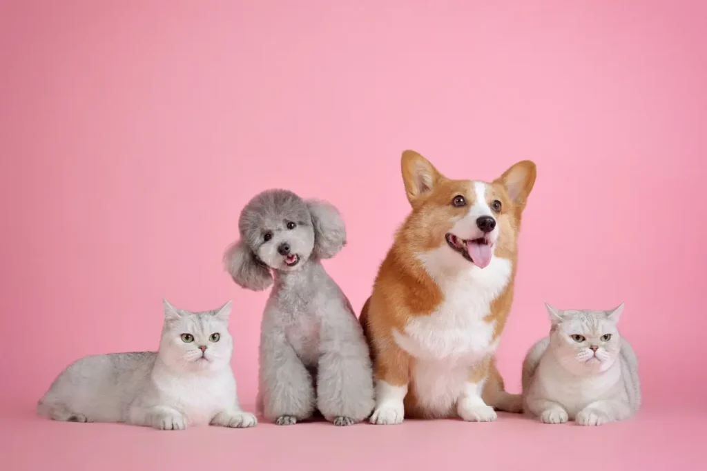Pet Diseases in Hyderabad and How to Protect Your Pet 1 Pet Diseases in Hyderabad