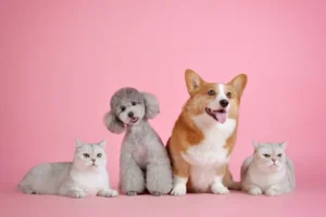 Pet Diseases in Hyderabad and How to Protect Your Pet