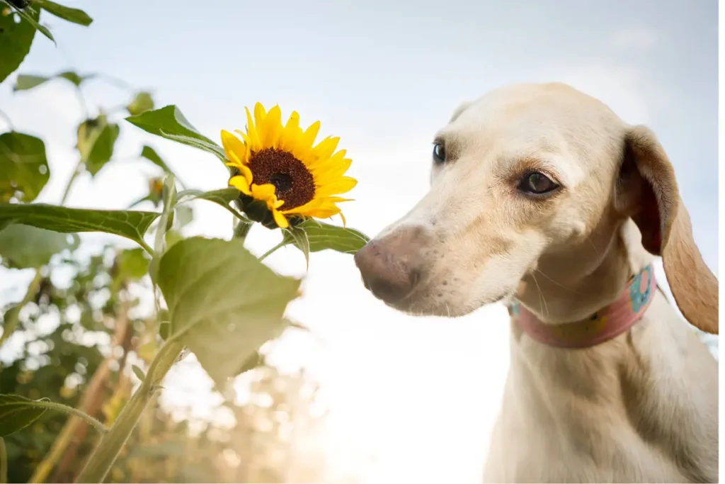 How to Keep Your Pet Smelling Fresh Always 1 Pet Smelling