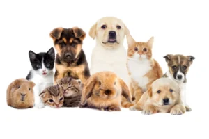 How to Choose the Right Pet for Your Lifestyle
