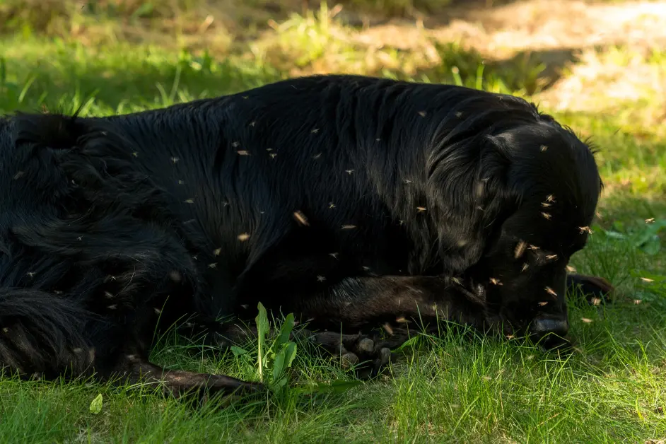 How to Protect Pets from Mosquitoes