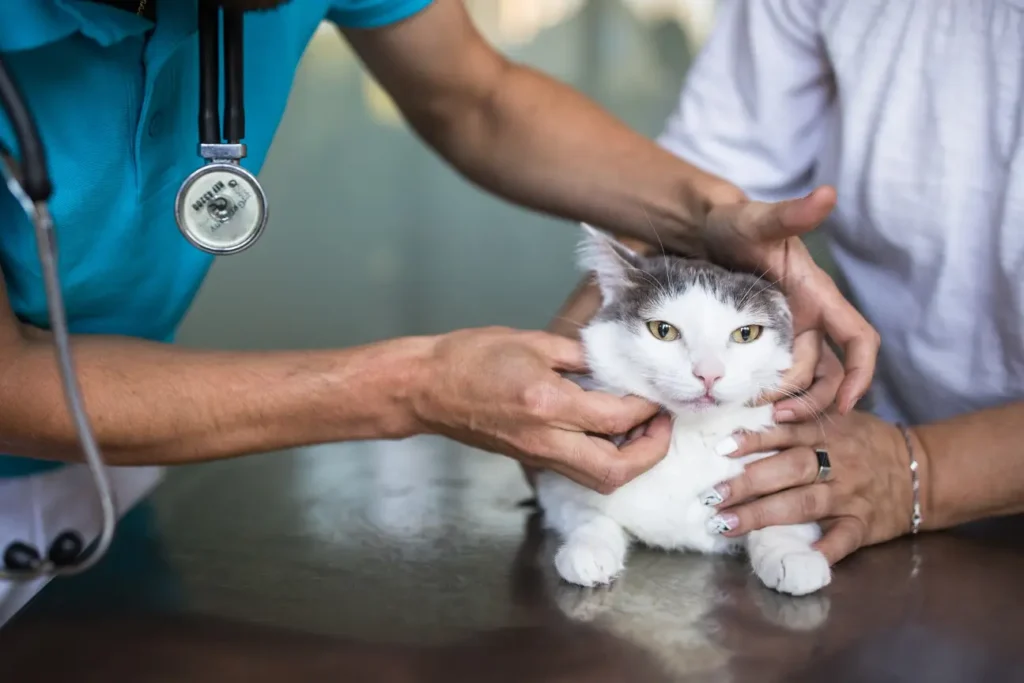 Sick Pet