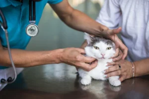 How to Take Care of a Sick Pet at Home