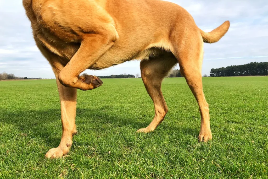 Joint Pain in Dogs: Causes and Remedies