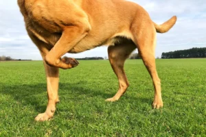 Joint Pain in Dogs: Causes and Remedies