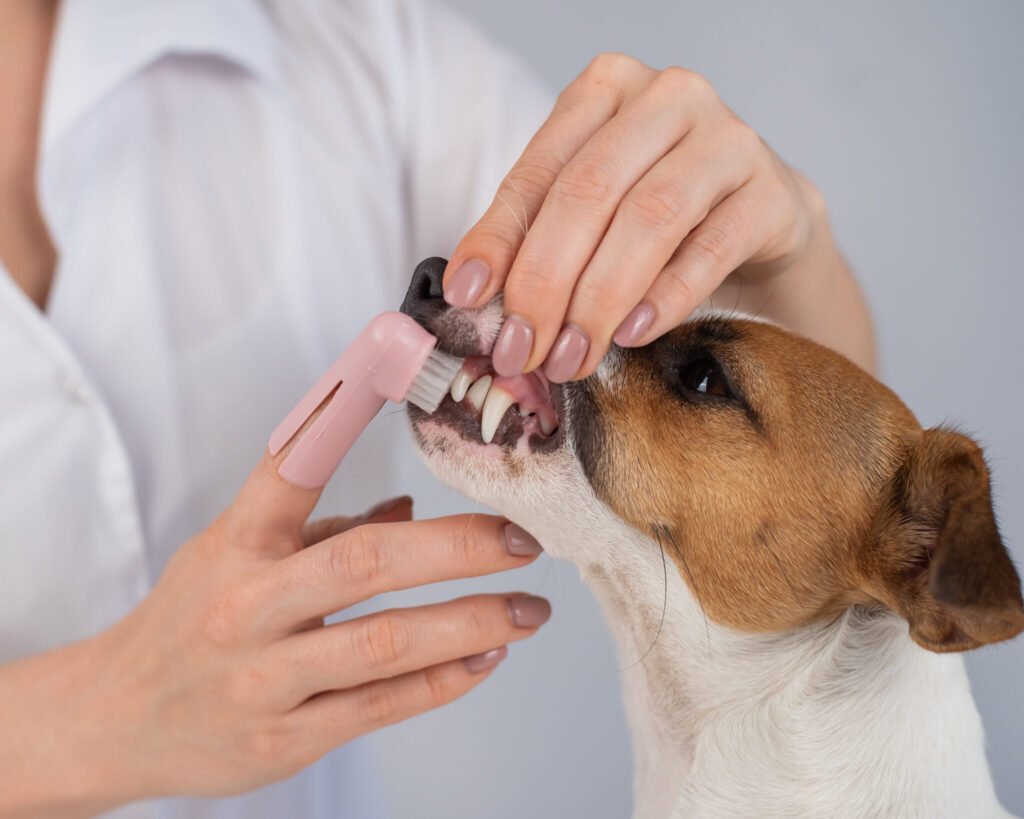 How Often Should You Brush Your Dog’s Teeth? A Vet-Approved Dental Care Guide for Pet Parents