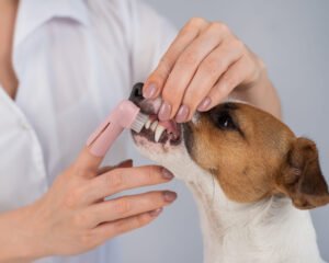 How Often Should You Brush Your Dog’s Teeth? A Vet-Approved Dental Care Guide for Pet Parents