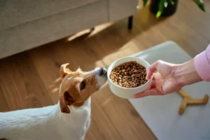 How Often Should You Feed an Adult Dog?