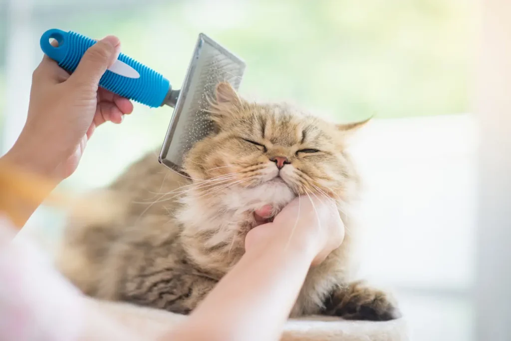 First-Time Cat Owner? Here's How to Groom Your Cat Safely 1 Cat Grooming Tips for Beginners