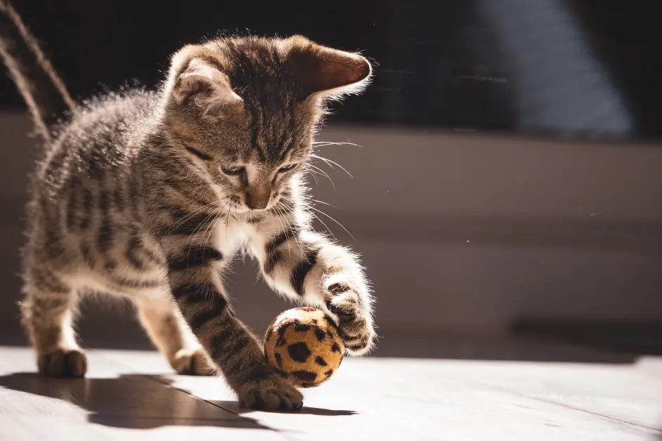 Cats Knead