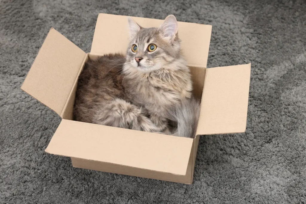 Why Cats Love Boxes So Much 1 Cats Love Box