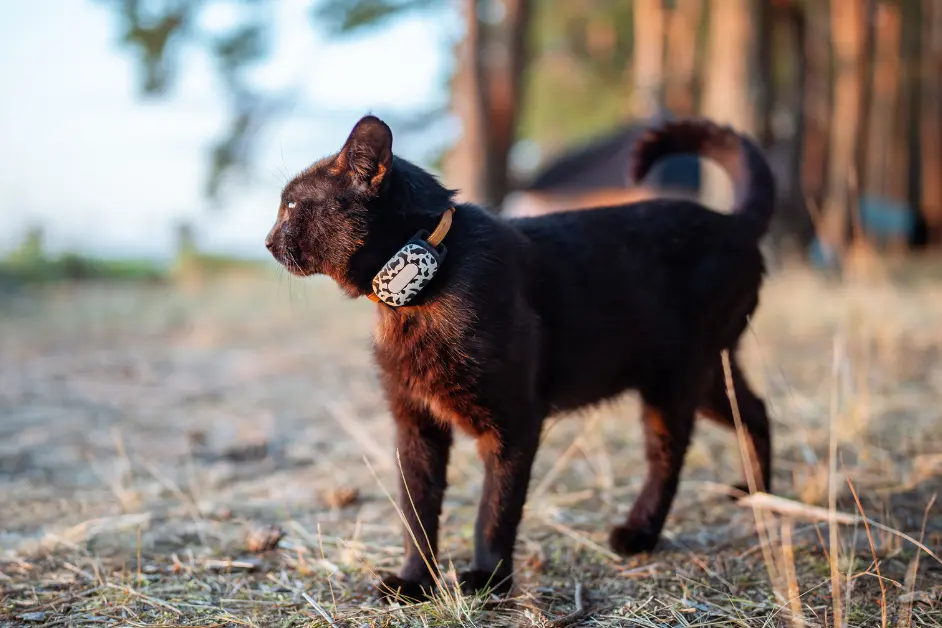 GPS Collars